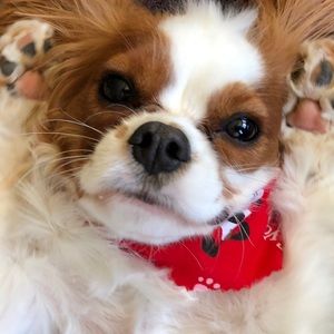 Meet your Posher, Maddie